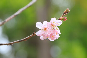 Obraz premium Beautiful Cluster of Pink Cherry (Sakura) Blossoms in Spring
