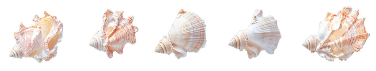 Obraz premium Collection of five varied sea shells on transparent background