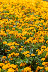 Vibrant Field of Blooming Tagetes Erecta Flowers