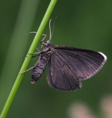 motyl biesek murzynek © Krzysztof