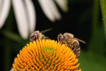 dwie pszczoły © Krzysztof