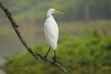 Eastern great egret - Ardea alba modesta perched at green background. Photo from Wilpattu National Park in Sri Lanka. 