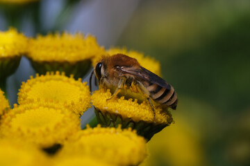 lepiarka bluszcz&oacute;wka