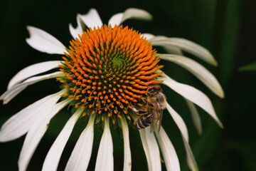 jeżówka biała i pszczoła © Krzysztof