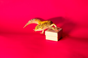 Exotic pet lizard next to a gift box. Macro, space for text.