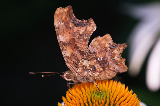 motyl rusałka rubekia 
