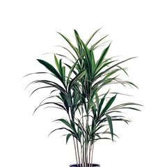 Tall Potted Dracaena Plant with Long Narrow Green Leaves Isolated on Transparent Background