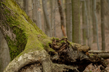 Fototapeta premium Ancient tree trunk partially covered in vibrant green moss stands like a living canvas, where emerald velvet patches contrast with bare bark, surrounded by scattered brown leaves.