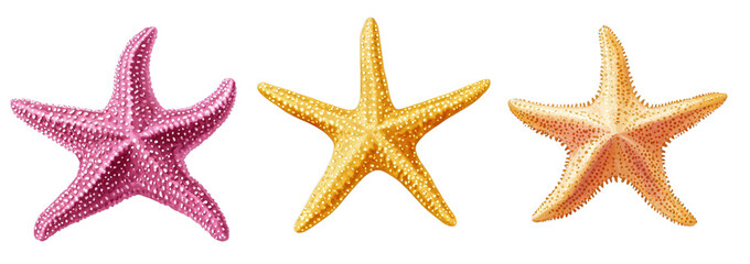 Colorful starfish trio on transparent background: pink, yellow, and orange sea creatures