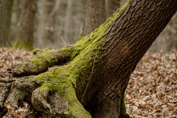 Ancient tree trunk partially covered in vibrant green moss stands like a living canvas, where emerald velvet patches contrast with bare bark, surrounded by scattered brown leaves.