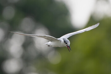 Whiskered tern - Chlidonias hybrida in flight with open beak. Photo from Wilpattu National Park in Sri Lanka.