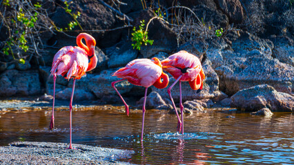 Tierwelten auf den Galapagos Inseln