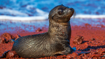 Tierwelten auf den Galapagos Inseln