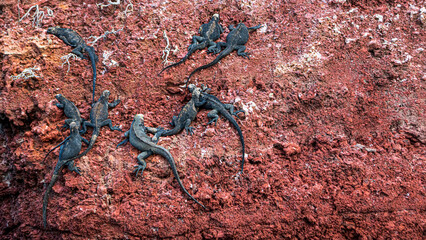 Tierwelten auf den Galapagos Inseln