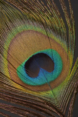 A close-up of a peacock feather reveals its iridescent colors and intricate pattern, highlighting its delicate texture and natural beauty