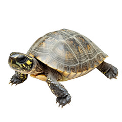 Obraz premium Detailed close-up of a box turtle with distinctive shell patterns and markings