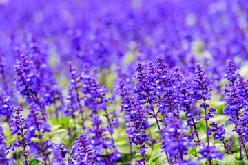 Vibrant Purple Salvia Officinalis Flowers in Full Bloom
