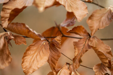 Delicate brown leaves cling to slender twigs, creating an intricate winter tapestry of dried foliage, their papery textures and copper tones catching subtle light.