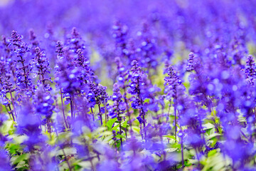 Vibrant Purple Salvia Officinalis Flowers in Full Bloom