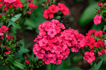 Vibrant Pink Dianthus Flowers in a Lush Garden