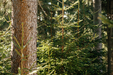 Young pine saplings stand proudly in the foreground, their fresh green needles contrasting with the...