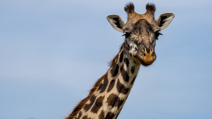 The Majestic Giraffe Thrives in Its Beautiful Natural Habitat, Showcasing Natures Wonder Serengeti Tanzania Africa