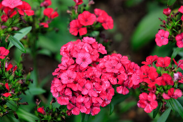 Vibrant Pink Dianthus Flowers in a Lush Garden