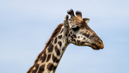 A Majestic Giraffe Standing Gracefully in Its Natural Habitat Underneath a Clear Blue Sky Serengeti Tanzania Africa
