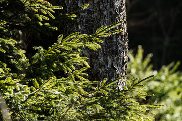 Young pine saplings stand proudly in the foreground, their fresh green needles contrasting with the mature forest backdrop, showcasing nature's continuous cycle of renewal.