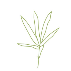 bamboo stem and leave