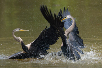 Oriental darters - Anhinga melanogaster, snakebirds two fighting in water. Photo from Wilpattu National Park in Sri Lanka.  © PIOTR