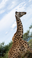 A Majestic Giraffe Silhouetted Against a Stunningly Beautiful Blue Sky Background Serengeti Tanzania Africa