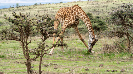Behold the Majestic Giraffe Grazing Gracefully in the Picturesque Wild Landscape of Africa Serengeti Tanzania Africa