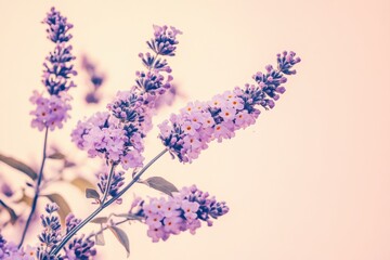 Obraz premium Delicate Purple Blossoms on a Soft Pastel Background in Springtime