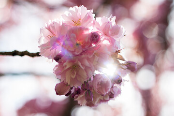 Selective focus of beautiful  fully opened branches of pink Cherry blossoms on the tree with sunlight going through, Beautiful Sakura flowers 