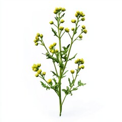 Mustard plant isolated on white background