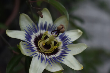 Close-Up of a White and Purple Passion Flower Bloom with Intricate Details