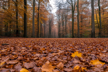 Autumn path lined with trees, covered in fallen golden leaves, creating a scenic and serene environment. Perfect for an autumn walk in the woods.