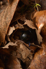 Black Beetle on Brown Autumn Leaves in a Forest Floor Macro Scene