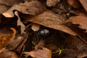 Black Beetle on Brown Autumn Leaves in a Forest Floor Macro Scene