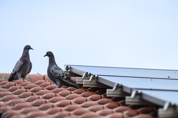 Tauben  und  Photovoltaik Anlage