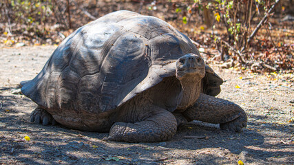 Tierwelten auf den Galapagos Inseln