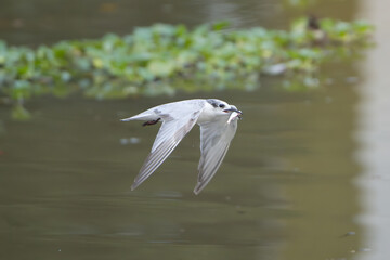 Whiskered tern - Chlidonias hybrida in flight with fish in beak. Photo from Wilpattu National Park in Sri Lanka.