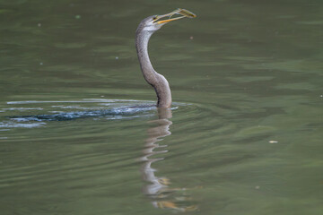 Oriental darter - Anhinga melanogaster, snakebird with fish in beak emerging from water. Photo from...