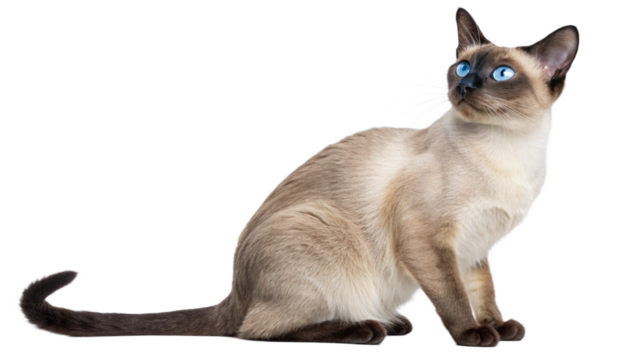 siamese cat  isolated on transparent background