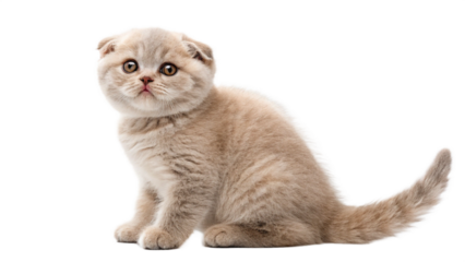 scottish fold kitten  isolated on transparent background