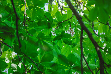 Spring tree leafs