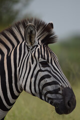 Zebra Seitenprofil