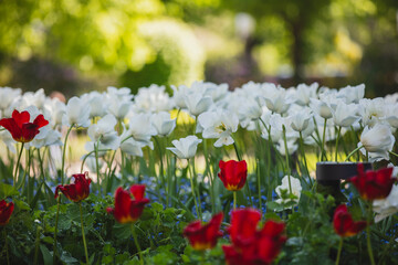 Fototapeta premium Spring in Bergen Norway