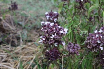 bee on lavender basil
